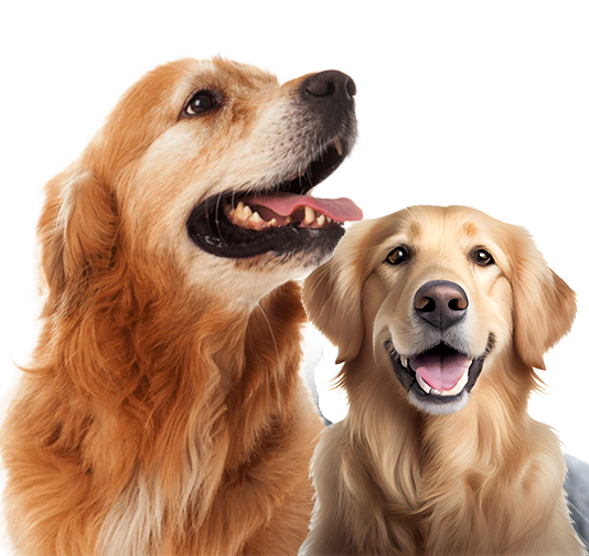 Lost Dog Identification Service